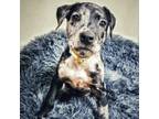 Adopt Avery a Catahoula Leopard Dog, Black Labrador Retriever