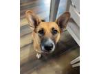 Adopt Ripley a German Shepherd Dog, Boxer