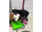 Adopt Espresso a Shepherd, Affenpinscher