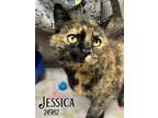 Adopt Jessica a Domestic Short Hair