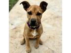 Adopt Little Pup a Mixed Breed