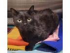 Adopt Charcoal a Domestic Short Hair