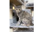 Adopt Frances a Domestic Short Hair