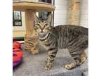 Adopt Jesse a Domestic Short Hair