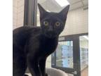 Adopt Kat a Domestic Short Hair