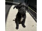 Adopt Peggy Schuyler a Mixed Breed