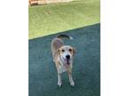 Adopt Abby a Australian Cattle Dog / Blue Heeler, Hound