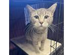 Adopt Suki a Domestic Short Hair