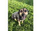 Adopt Dollie a Rottweiler, Mixed Breed