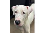 Adopt Betty Boop a Dogo Argentino, Mixed Breed