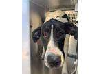 Adopt Solus Prime a Great Dane, Mixed Breed