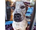 Adopt Dottie a Pit Bull Terrier, Mixed Breed