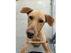 Adopt Lana a Retriever, Mixed Breed