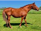 Adopt Red a Quarterhorse, Grade