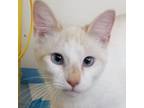 Adopt Clara a Siamese