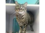 Adopt May - RN a Domestic Short Hair