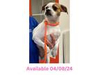 Adopt Dog Kennel #2 a Terrier, Mixed Breed