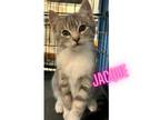 Adopt Jacque a Tabby, Domestic Short Hair