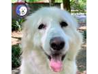 Adopt Bree a Great Pyrenees