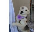 Adopt Gerbera a Husky, Shepherd