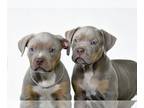 American Bully PUPPY FOR SALE ADN-774953 - XL Lilac Tri American Bully Puppies