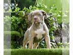 American Bully PUPPY FOR SALE ADN-774953 - XL Lilac Tri American Bully Puppies