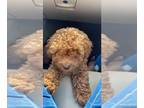 Poodle (Toy) PUPPY FOR SALE ADN-774948 - Toy poodle