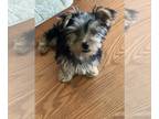 Yorkshire Terrier PUPPY FOR SALE ADN-774915 - Coco