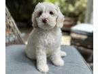 Australian Labradoodle PUPPY FOR SALE ADN-774889 - Poppy