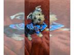 Yorkshire Terrier PUPPY FOR SALE ADN-774883 - Exotic golden coat Teacup Yorkie