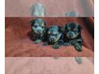 Yorkshire Terrier PUPPY FOR SALE ADN-774883 - Tiny Teacup Yorkie Puppies