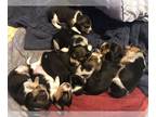 Beagle PUPPY FOR SALE ADN-774878 - 8 sweet beagle pups born March 13th and 14th