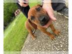Rhodesian Ridgeback PUPPY FOR SALE ADN-774860 - Chesed and Asha Love Puppies