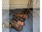 Rhodesian Ridgeback PUPPY FOR SALE ADN-774860 - Chesed and Asha Love Puppies