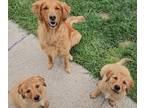 Golden Retriever PUPPY FOR SALE ADN-774850 - Golden Retriever Puppies 4 Males