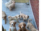 Double Doodle PUPPY FOR SALE ADN-774828 - Beautiful Double Doodles