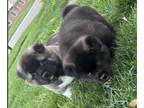 Akita PUPPY FOR SALE ADN-774803 - Akita Litter of 2