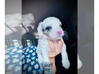 Aussie-Poo PUPPY FOR SALE ADN-774773 - DoodlePups