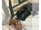 Labrador Retriever PUPPY FOR SALE ADN-774711 - Labrador Retriever Puppies