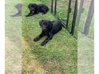 Labrador Retriever PUPPY FOR SALE ADN-774711 - Labrador Retriever Puppies