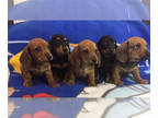 Dachshund PUPPY FOR SALE ADN-774693 - Mini Dachshund In Norwalk CA