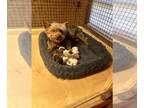 Yorkshire Terrier PUPPY FOR SALE ADN-774678 - Anjanka Feb 11