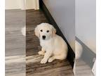 Golden Retriever PUPPY FOR SALE ADN-774673 - Novas Goldens