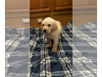 Labrador Retriever PUPPY FOR SALE ADN-774671 - Yellow English labrador retriever