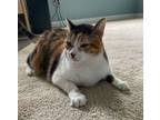Adopt Biscuits a Domestic Short Hair, Calico