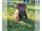Labrador Retriever PUPPY FOR SALE ADN-774598 - AKC Chocolate Labrador Puppies