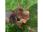 Adopt Lexi a Miniature Pinscher