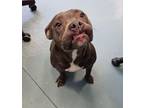 Adopt Parmesan a Pit Bull Terrier