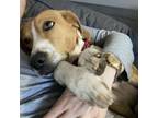 Adopt Marge a Foxhound