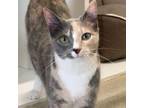 Adopt GiGi (Bellatrix) a Domestic Short Hair